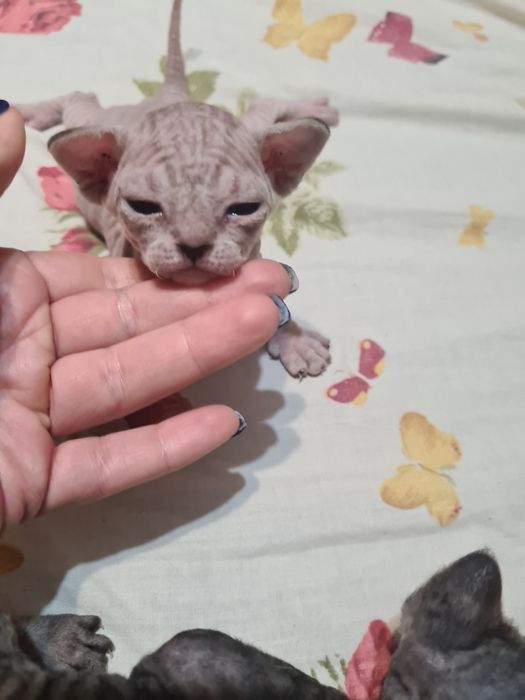 Котята девон-рекс бронирование