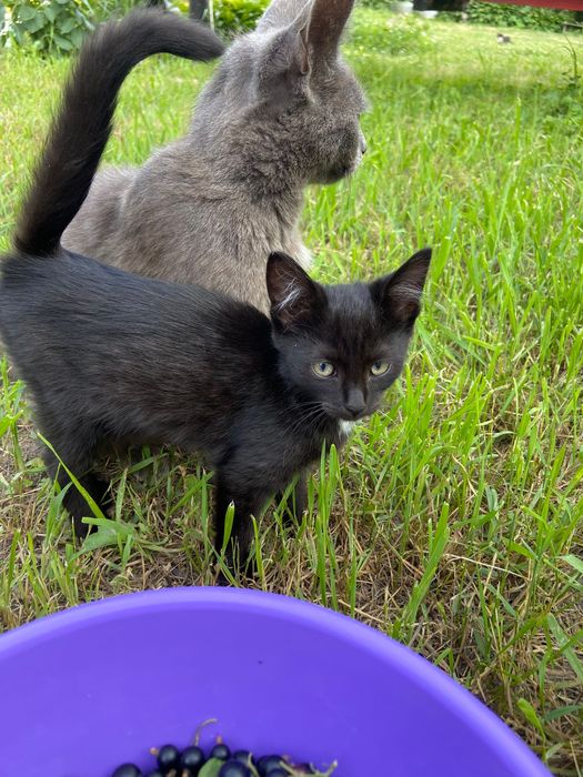 Котик шукає домівку