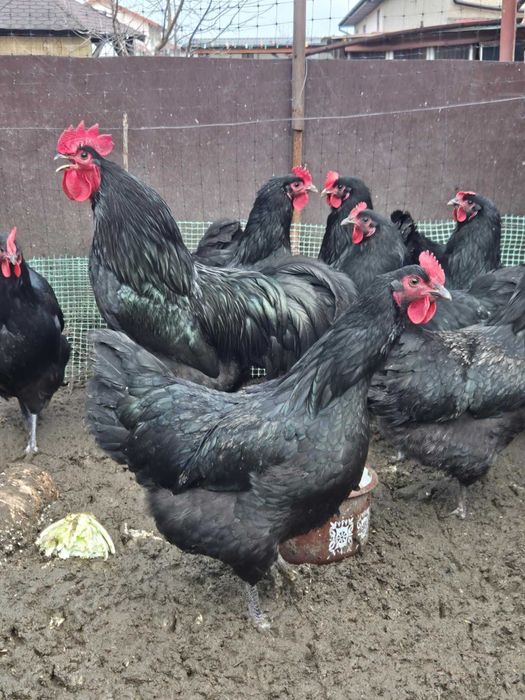 Jaja lęgowe australorp czarny jajka australorpy