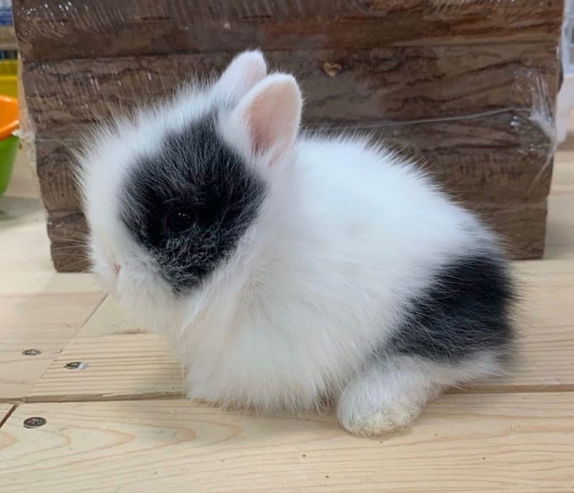Mini Dwarf Rabbits + New Cage + Proper Food64564000003971124
