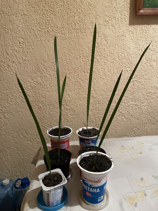 Вазони антуріум пальма фінікова бегонія колеус тещин язик