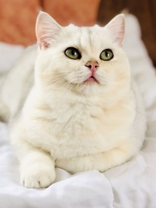 Ласкава дівчинка,Срібляста шиншилла. Купити в Київі в Україні Розплідн