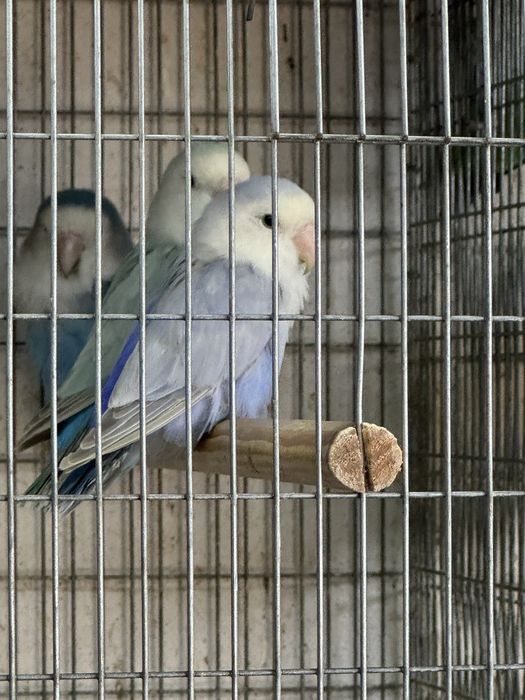 Agapornis roseicollis palido blue