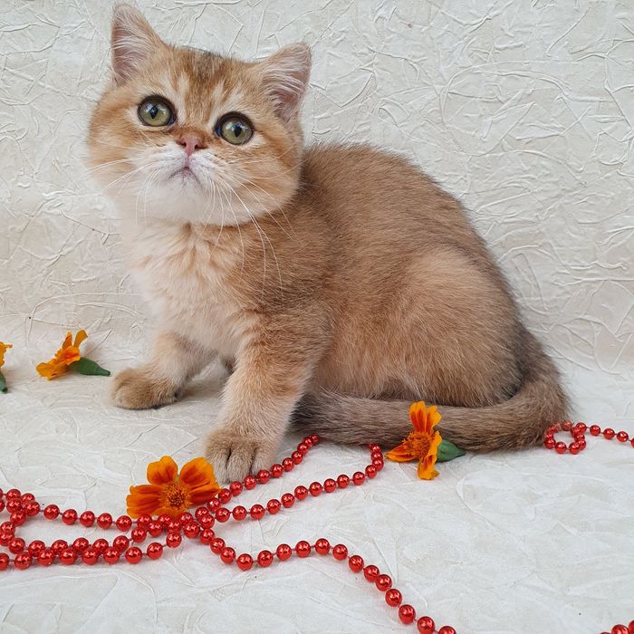 Котик британец тикированного окраса. Котята радость в дом Киев