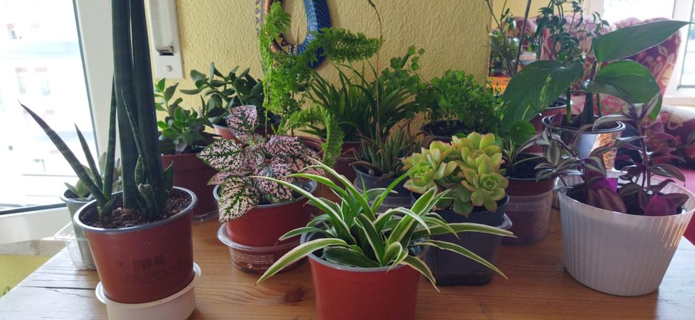 Planta ora pro nobis e chifre de veado