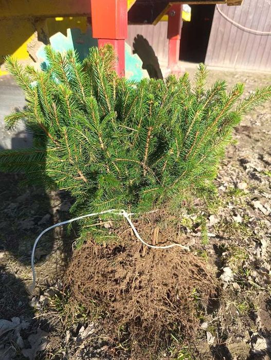 Świerk pospolity 25 cm 35 cm