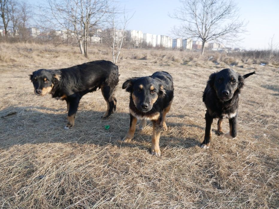 Щенок в добрые руки!