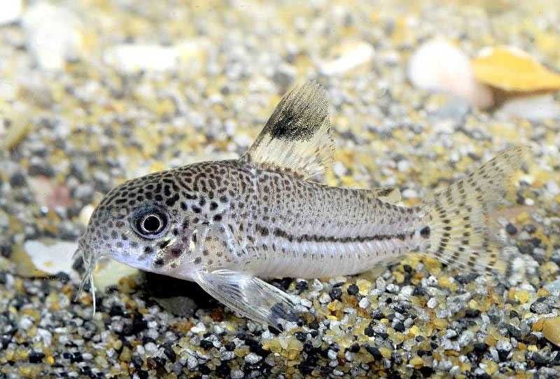 GB Kirys Julii, Kirysek nakrapiany - dowóz ryb!