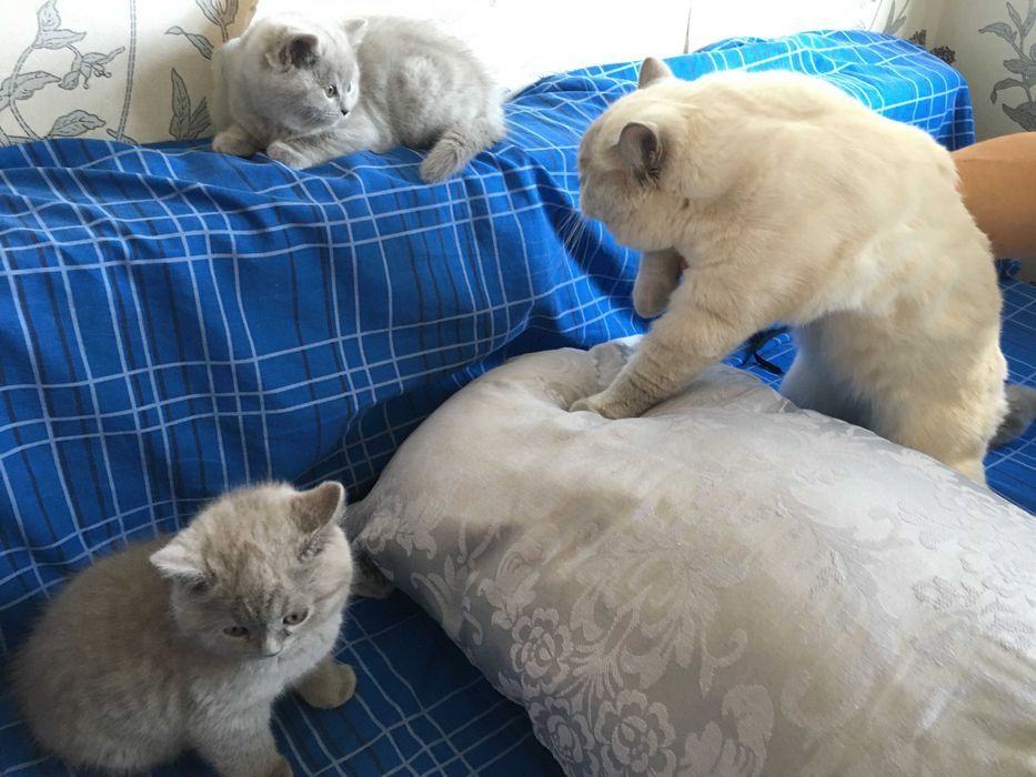 Британские котята