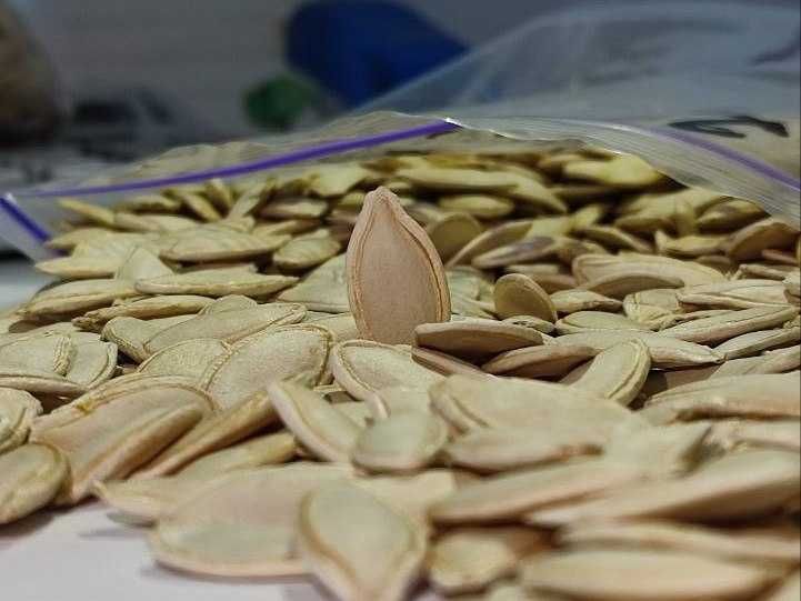 Посівний матеріал гарбуза Гібрид Турка - опт (імпорт Туреччина)