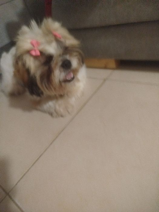 Shih tzu lindíssimo