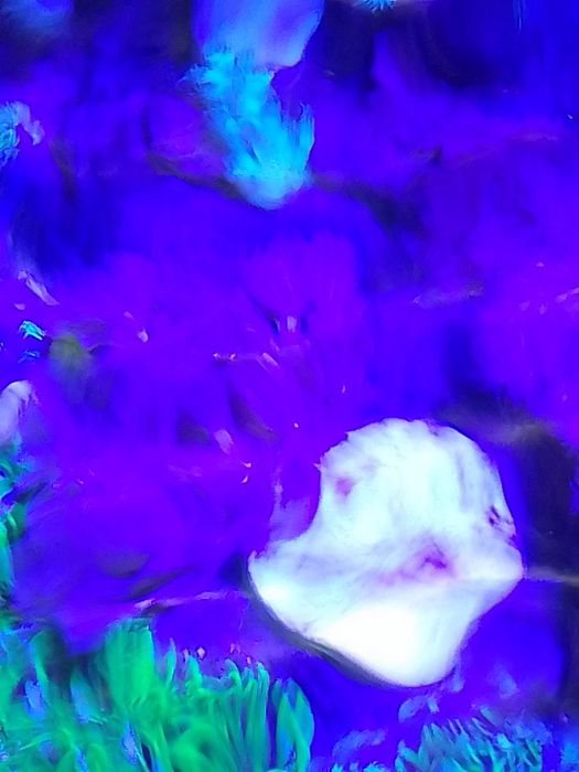 Corais Xénia pulsing coral mole com oferta de frag GSP