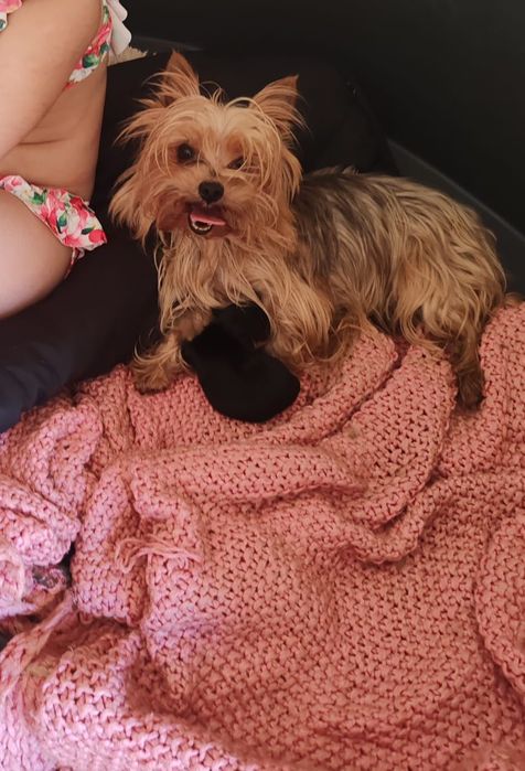Yorkshire Terrier fêmea mini