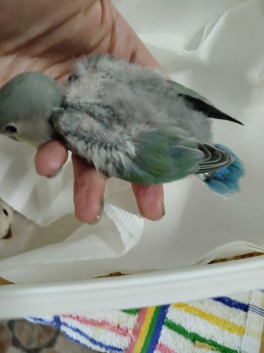 Roseicollis para acabar criar á mão