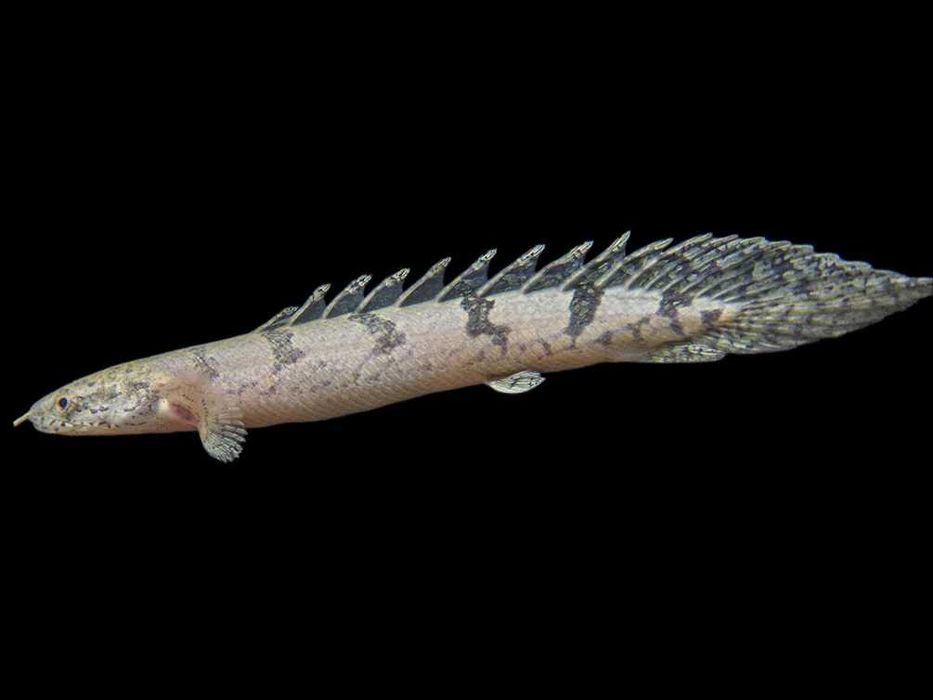Wielopłetwiec pancerny - Polypterus delhezi
