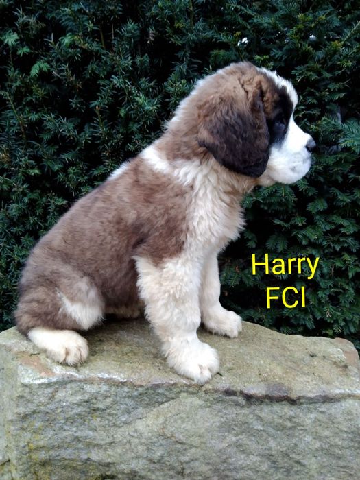 Bernardyn długowłosy szczenię FCI ZKwP