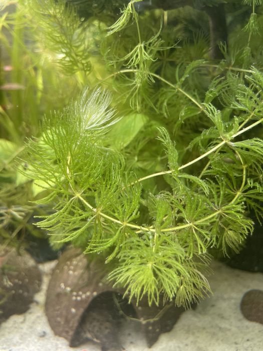 Rogatek 12 gałązek