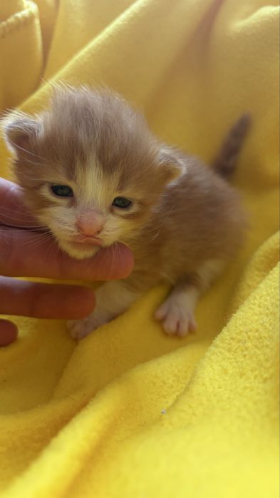 Котики в добрі руки