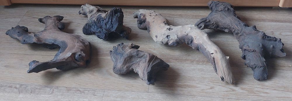 Мангровые коряги