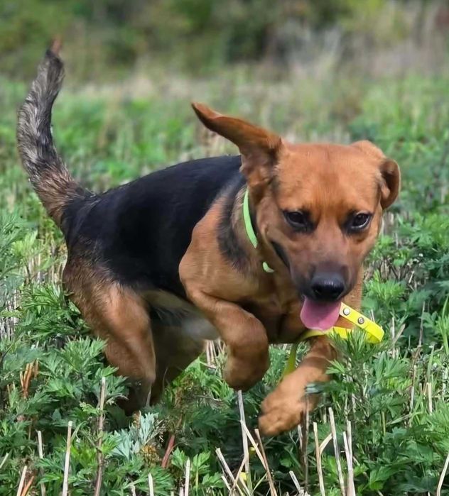 Fajny, młody, wesoły Figo poleca się do adopcji.