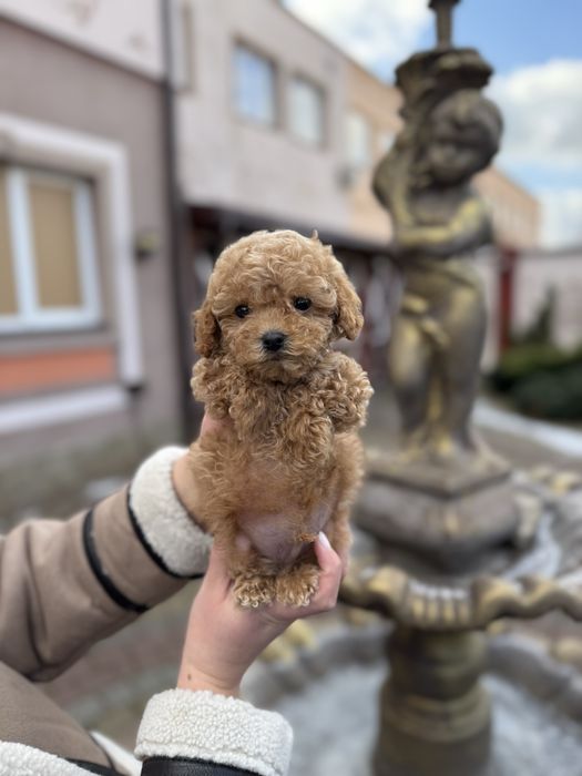 Мальтіпу Ф1/Ф2 (мікро, міні, стандарт)