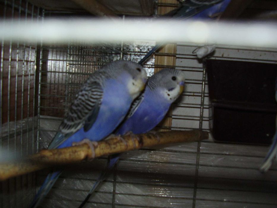 Papugi faliste fioletowe sprzedam.