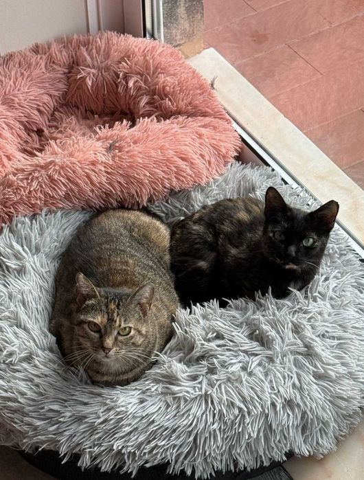 Gatinhos com 6 meses para adoção responsável