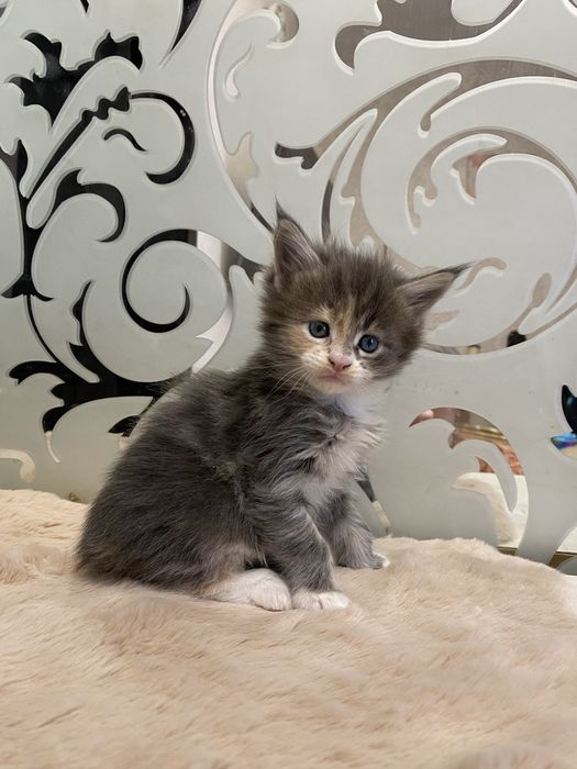 Дівчинка Мейнкун 1 місяць під бронювання