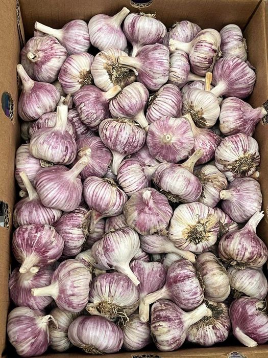 Czosnek Argentyna Peru Chile cena od 10 zł/kg. zbiór listopad-grudzień