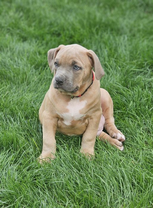 Piękny pies american bully xl