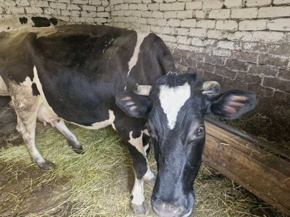 Продам корову Станіславчик