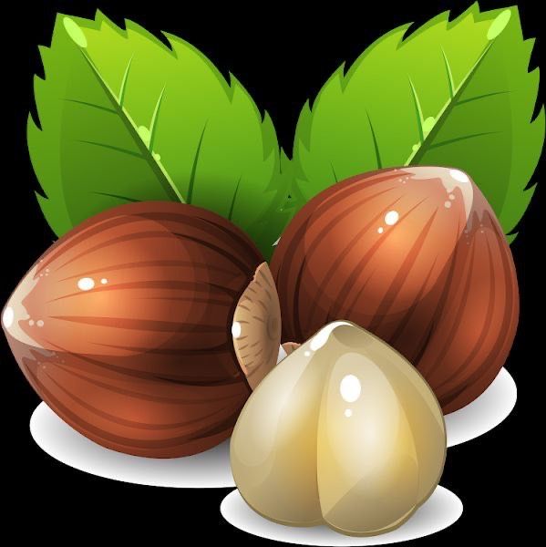 Фундук Саджанці без обману. Саженцы фундука