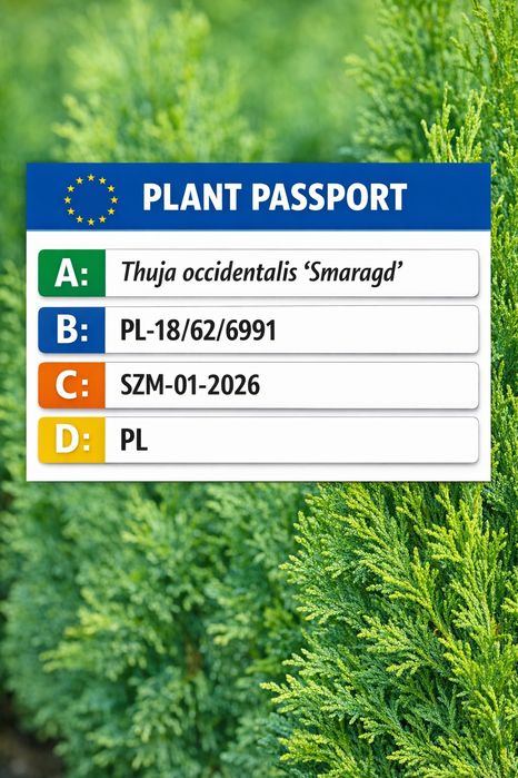 Tuja szmaragd sadzonki  +-30cm