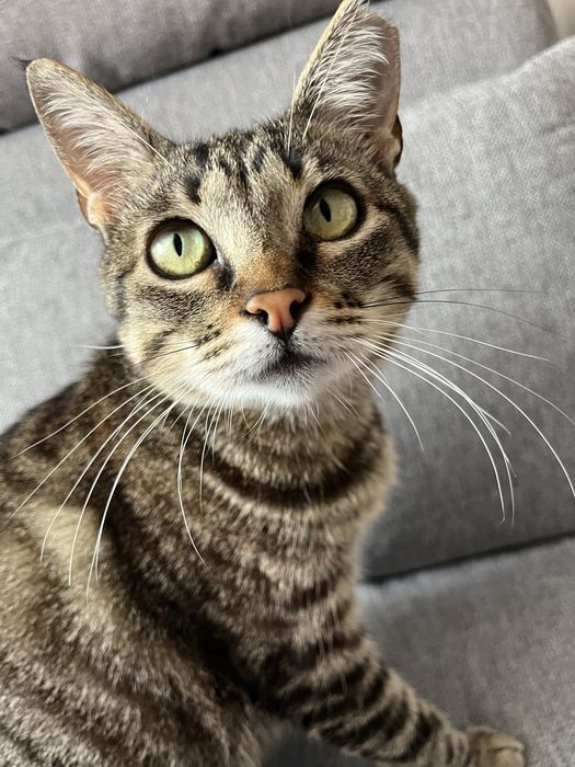 Petsitting em Lisboa511897329499514882