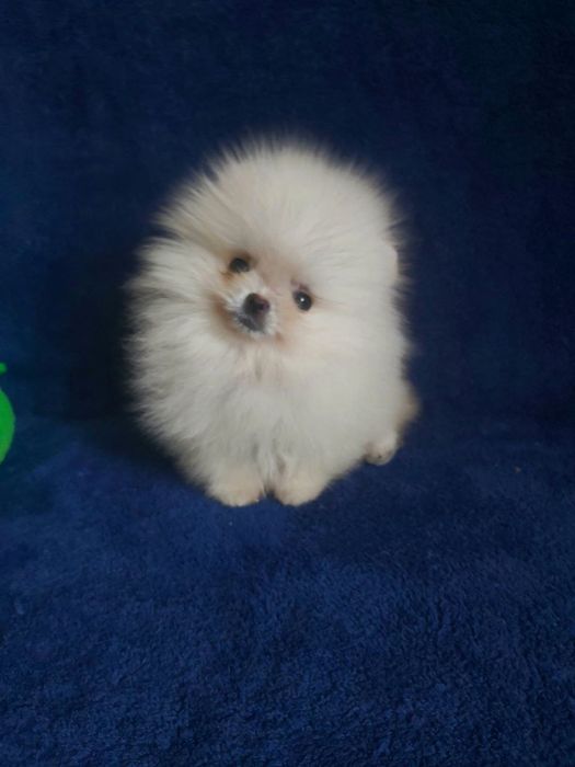 Бомбезні міні шпіцулі