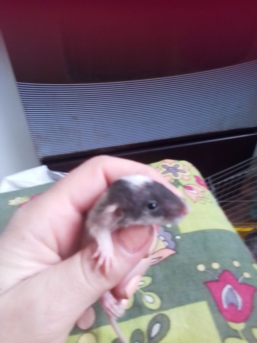 Продам декоративных крысят Рекс и  Дабл рекс