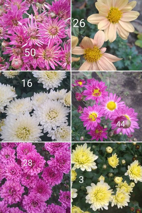 Хризантема, лилейник,безвременник,ирисы