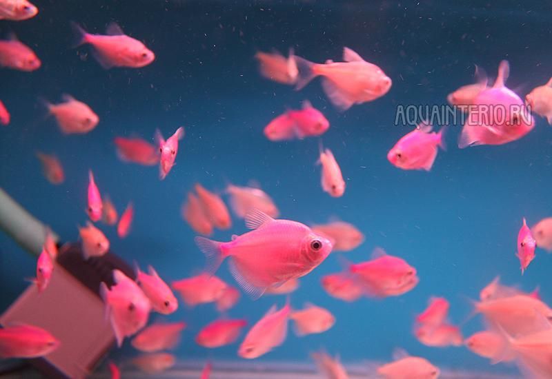 Тернеція LED всі кольори