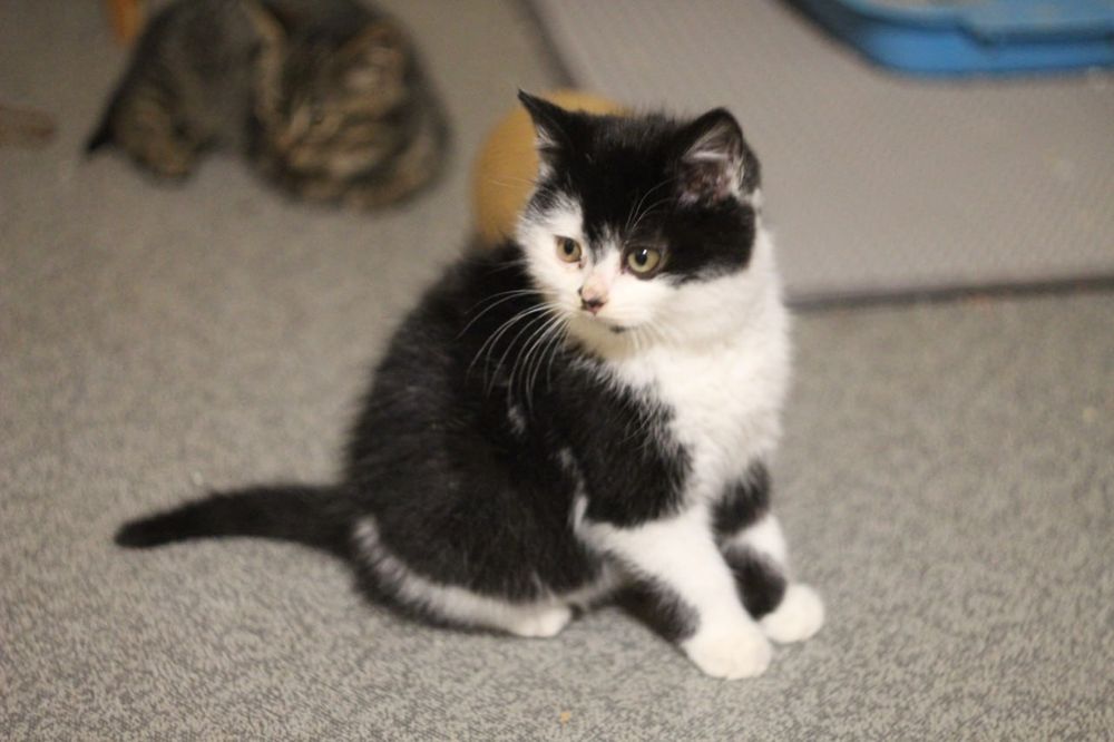 Котенок в поисках семьи
