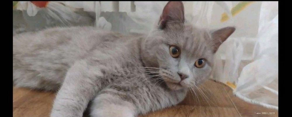 Скотіш страйт запрошує на в'язку