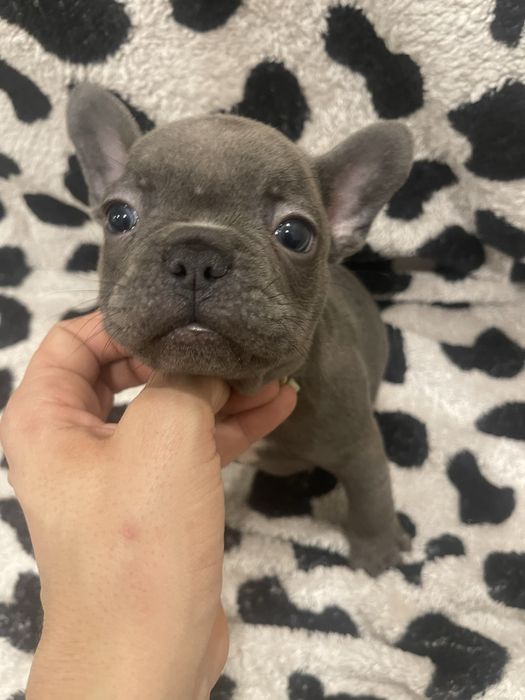 Filhote de Bulldog Francês - Blue