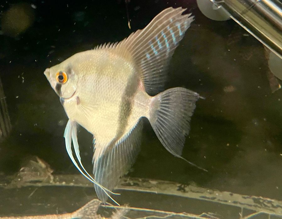 Pterophyllum scalare – Japurá River – Wild Form – Albino Carrier64550999725059121