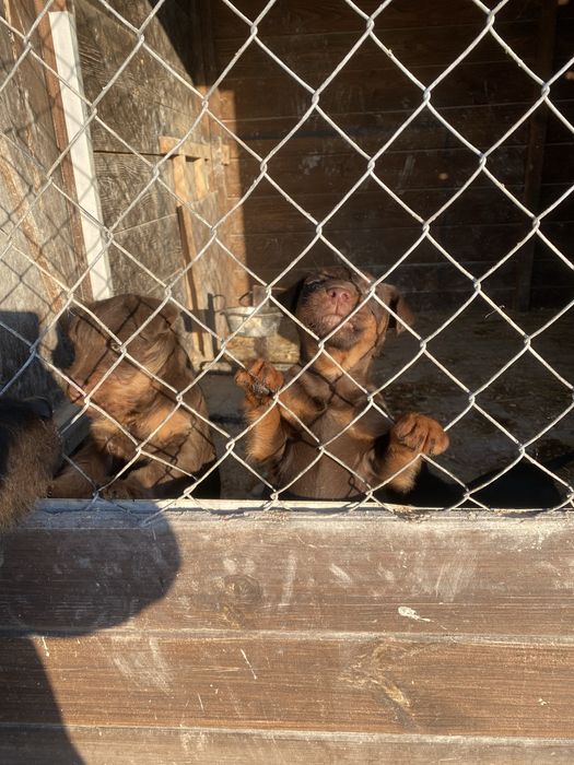 Продам німецьких яхтерєрів