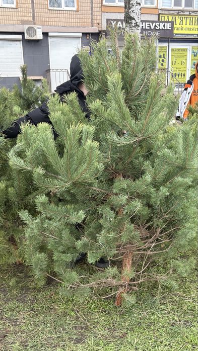Ялинки жива/Сосна продаж/Кривий Ріг