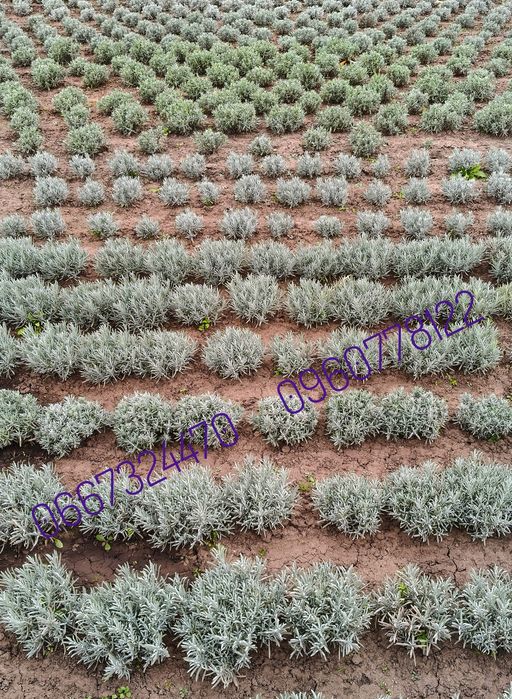 Лаванда саджанці сорти