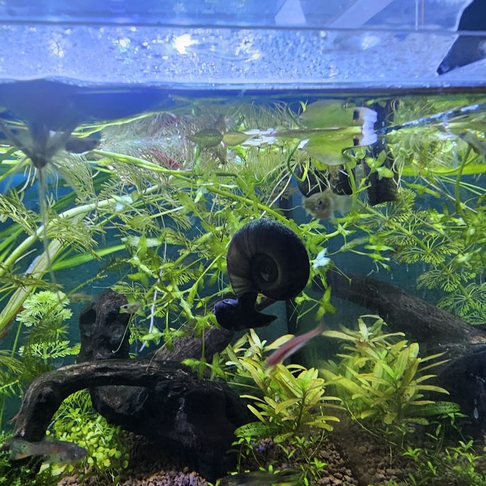 Ślimaki akwariowy zatyczek czarny