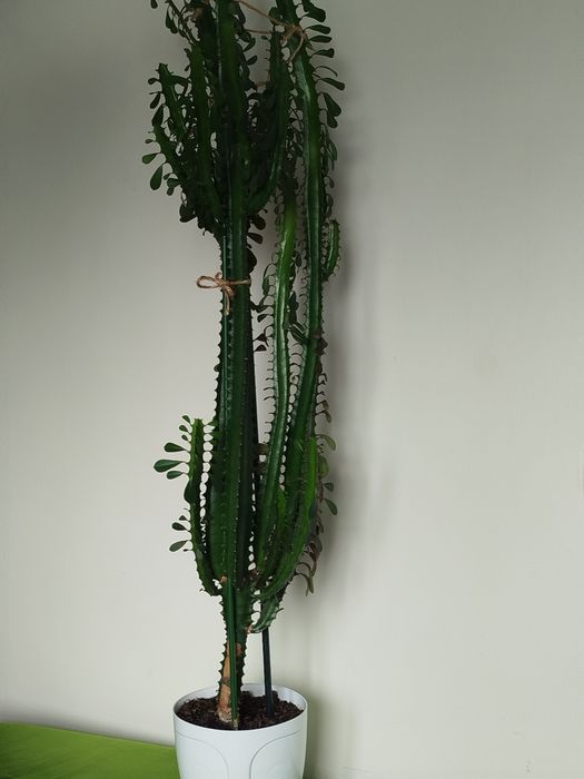 Wilczomlecz 150 cm.