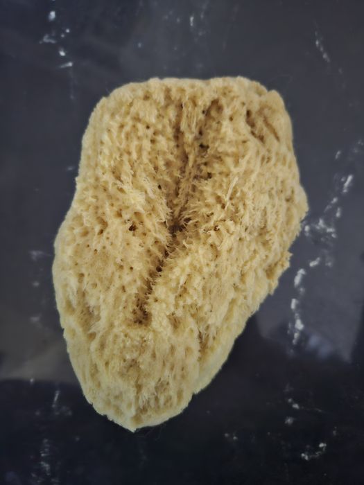 Gąbka z rafy koralowej