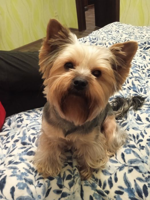 Вязка Йоркшеский тэръер