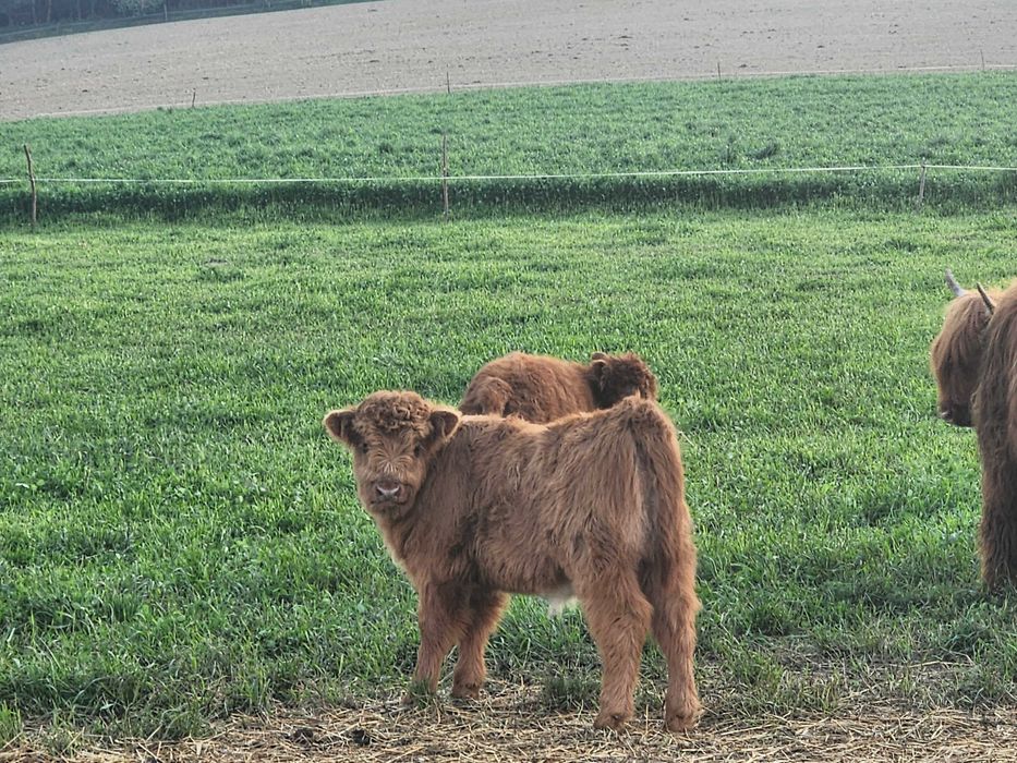 Sprzedam bydło Highland w różnym wieku